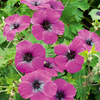Geranium Plant - Dragon Heart