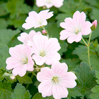 Geranium Plant - Dreamland