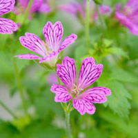 Geranium Plant - Foundlings Friend