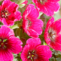 Geranium Plant - Jolly Jewel Purple