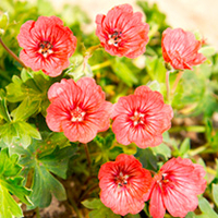 Geranium Plant - Jolly Jewel Salmon