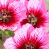 Geranium Plant - Jolly Jewel Violet