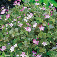 Geranium Plant - Orkney Cherry