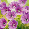 Geranium Plant - Pink Penny