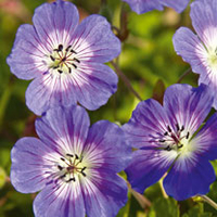 Geranium Plant - Rise and Shine