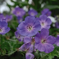 Geranium Plant - Rozanne