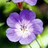 Geranium Plant - Rozanne®
