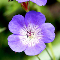 Geranium Plant - Rozanne