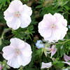 Geranium Plant - sangineum Alba