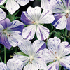 Geranium Plant - Splish Splash