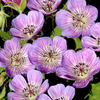 Geranium Plant - Sweet Heidy