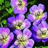 Geranium Plant - Sweet Heidy