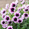 Geranium Plant - Thumping Heart