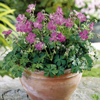 Geranium Plant - Westray