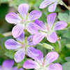 Geranium Plant - wlassovianum Fay Anna