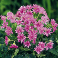 Geranium Plant Collection