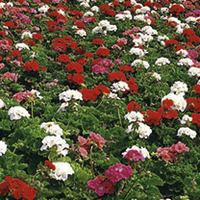 Geranium Plants - Cabaret Mix