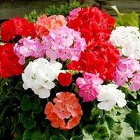 Geranium Plants - Cabaret Mix