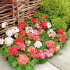 Geranium Plants - Cabaret Mix