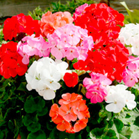Geranium Plants - Cabaret Mix