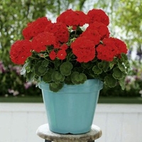 Geranium Plants - Cabaret Red