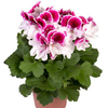 Geranium Plants - Elegance Bravo