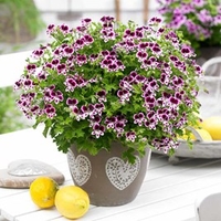 Geranium Plants - Eva Mosquitaway