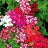 Geranium Plants - GeRainbow Mixed