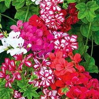 Geranium Plants - GeRainbow Mixed