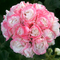 Geranium Plants - Grandeur Deco Appleblossom