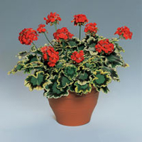 Geranium Plants - Grandeur Deco Mrs Pollock