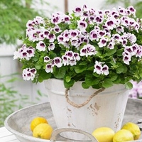 Geranium Plants - Lizzie Mosquitaway
