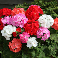 Geranium Plants - Mixed