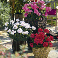 Geranium Plants - Mixed