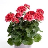 Geranium Plants - Orange Glow