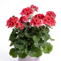 Geranium Plants - Orange Glow