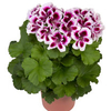 Geranium Plants - Regalia Lilac