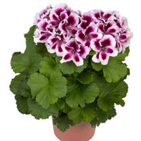 Geranium Plants - Regalia Lilac