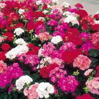 Geranium Plants - Super Bloom Mix