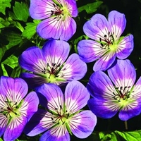 Geranium Plants - Sweet Heidy