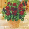 Geranium Plants - Tomcat