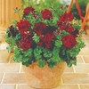 Geranium Plants - Tomcat