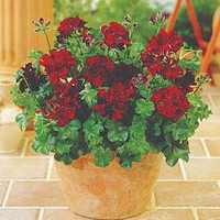 Geranium Plants - Tomcat