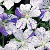 Geranium pratense - Splish Splash