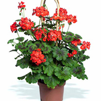 Geranium Pyramid Plants - Antik Scarlet