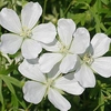 Geranium sanguineum Plant - Alba