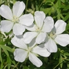 Geranium sanguineum Plant - Alba