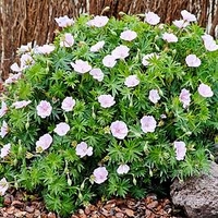 Geranium sanguineum var. Plant - Striatum