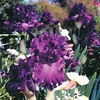 Geranium sanguineum var. Plant - Striatum
