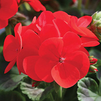 Geranium Seeds - Infiniti Series Scarlet F1